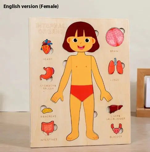 Interactive Human Anatomy Puzzle – Educational Toy for Kids